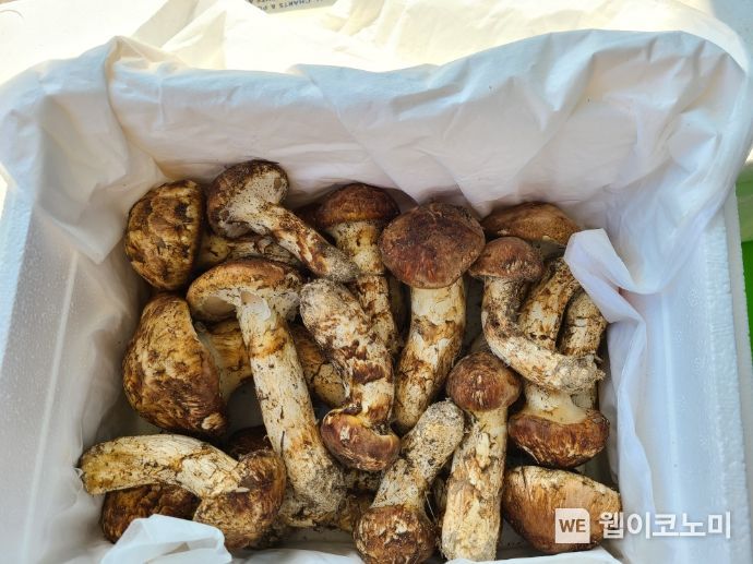 영주국유림관리소, 보호활동 참여마을에 버섯류 509백만원 무상양여