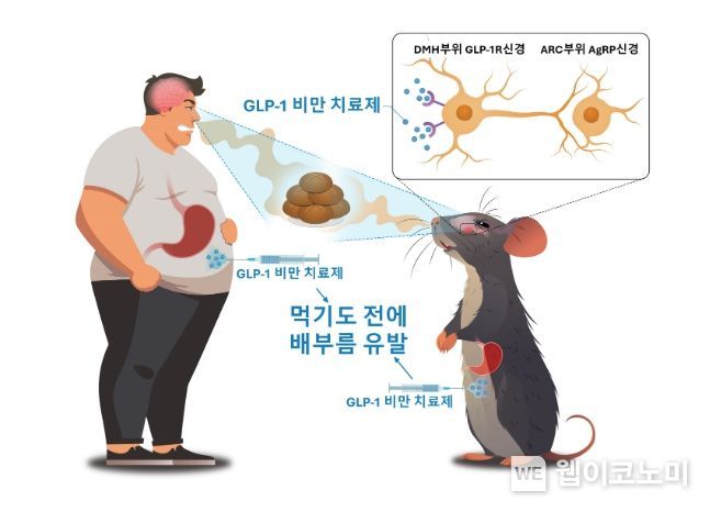GLP-1 비만치료제의 식욕억제 기전 규명